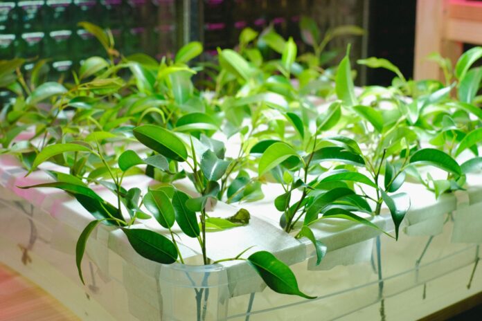 Una empresa china ha inventado una “maceta inteligente” en la que las plantas crecen directamente en el aire